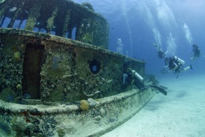 Octopus Diving